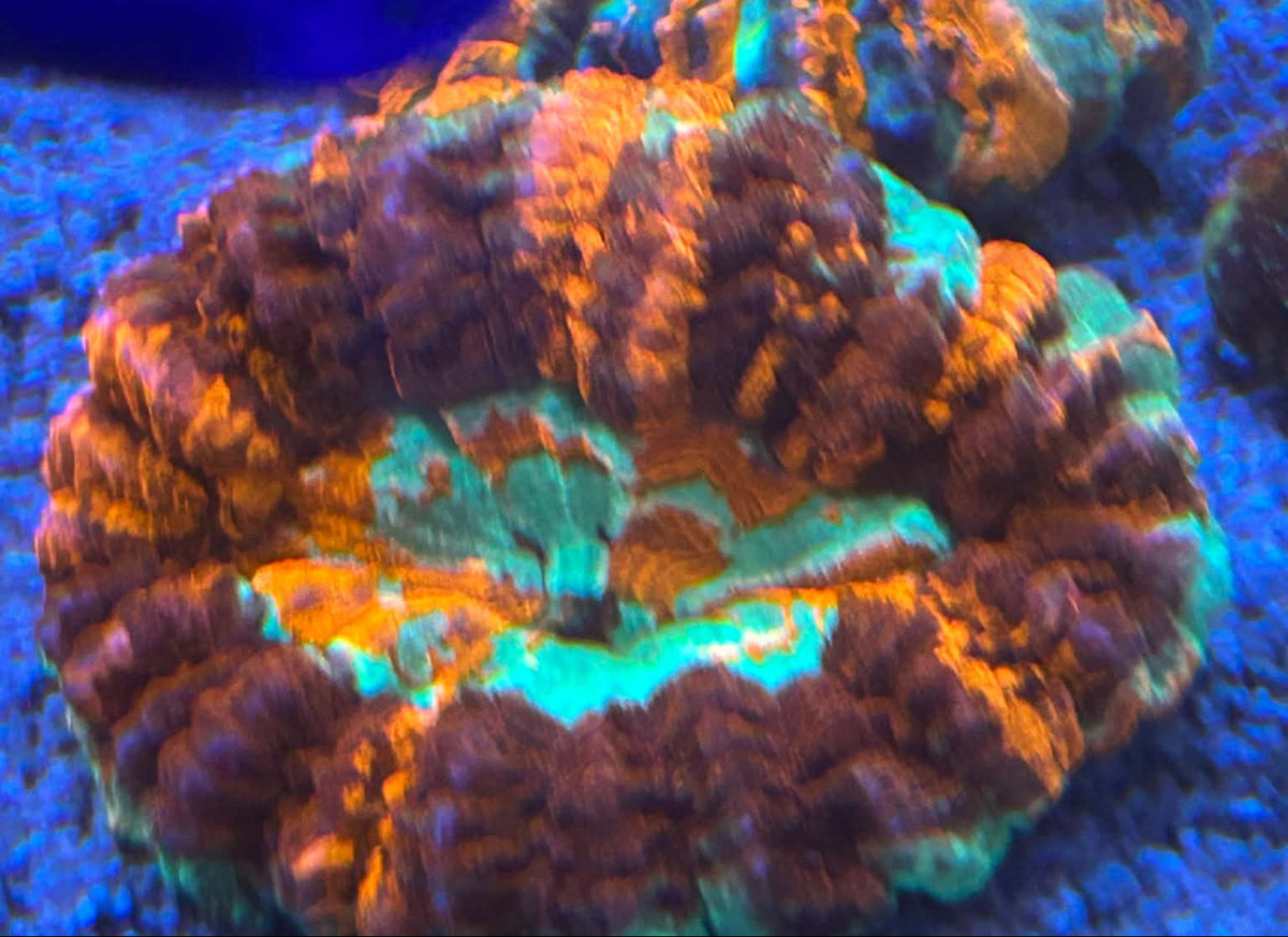 acantho – Aquariums Wholesale