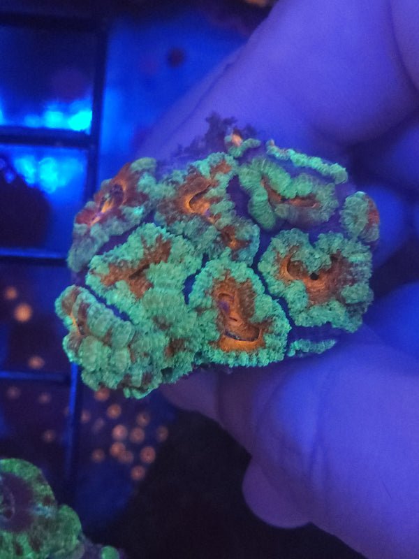 W13 - teal acan