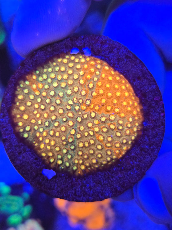 Grafted cyphastrea web 4