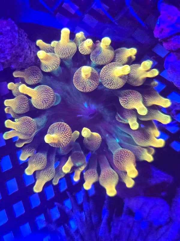Wild sunburst type bubble tip anemone