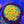 fascination favia web1