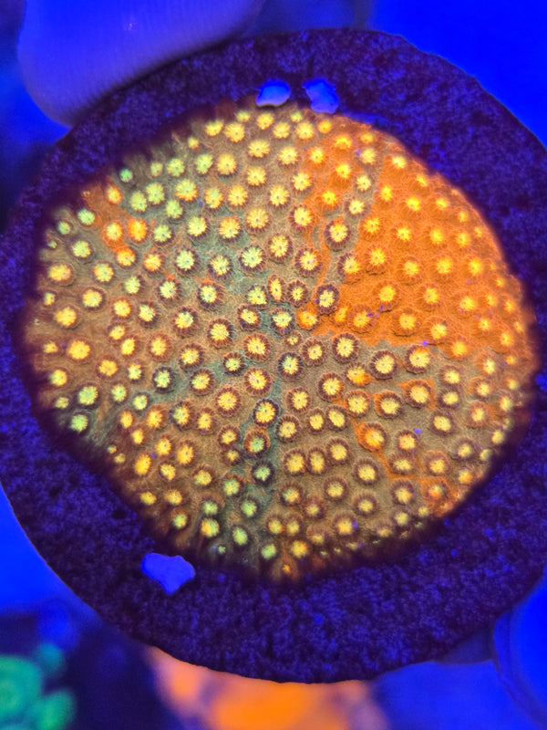 Grafted cyphastrea web 4