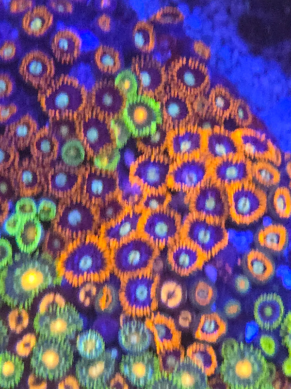 Zoa colony rock combo 1