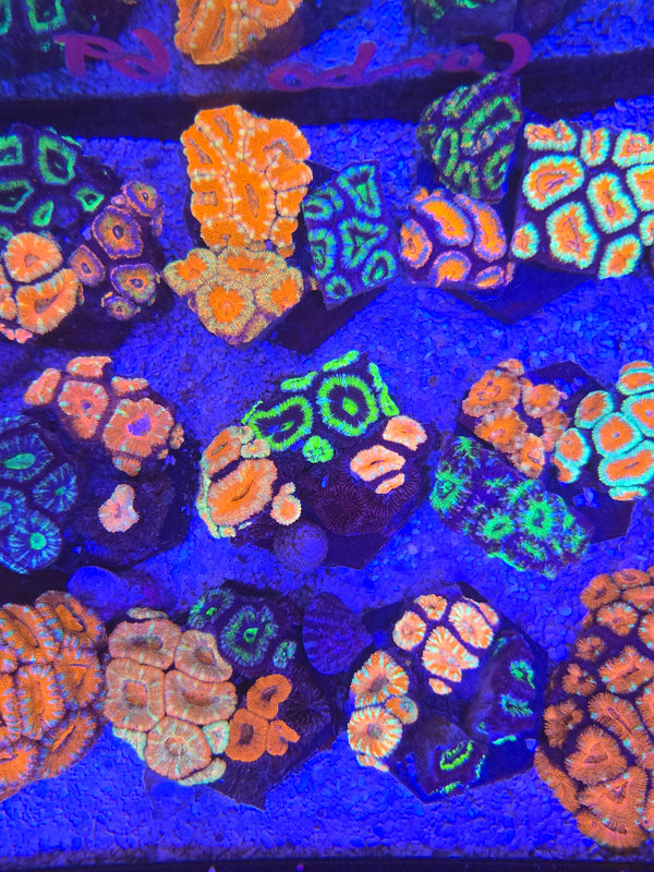 Bulk buy acan frags - buy 4 get one free
