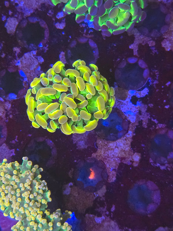 Hologram hammer #9