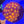 Rainbow Favia web7