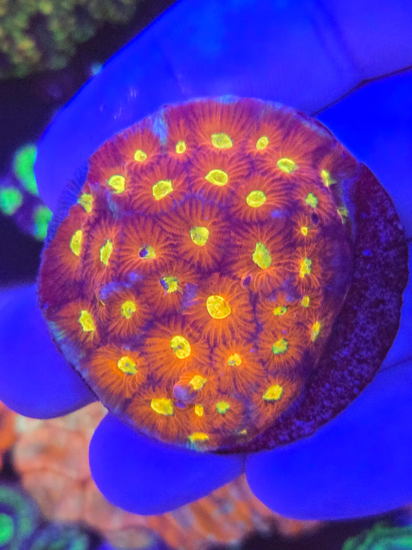 Rainbow Favia web7