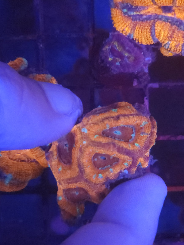 W17 - silver spot acan