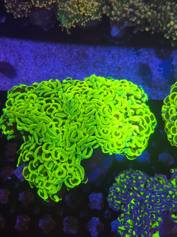 Web 12 highlighter wall hammer colony