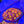 Rainbow Favia web7