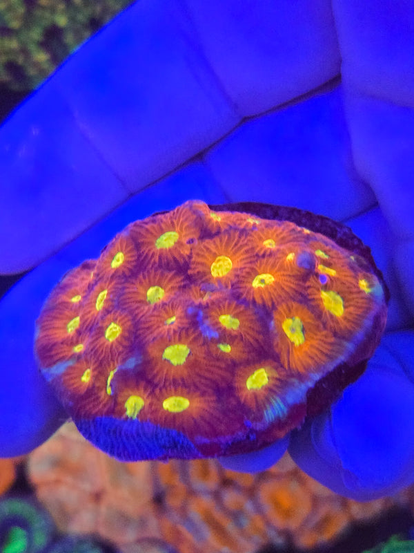 Rainbow Favia web7