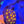 skittles favia, web2
