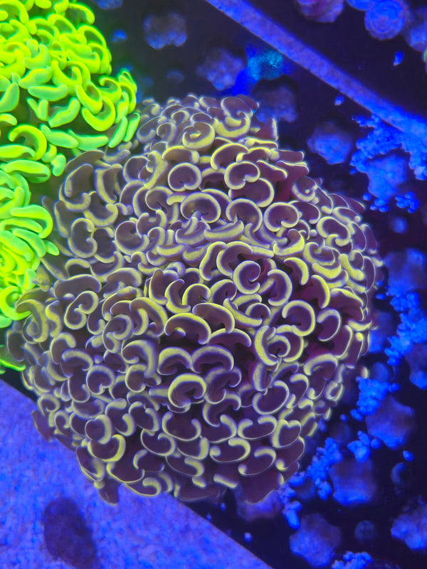 Web 11 gold opaline wall hammer colony