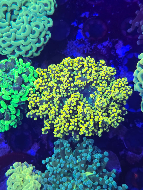 Gold green hg octo #10