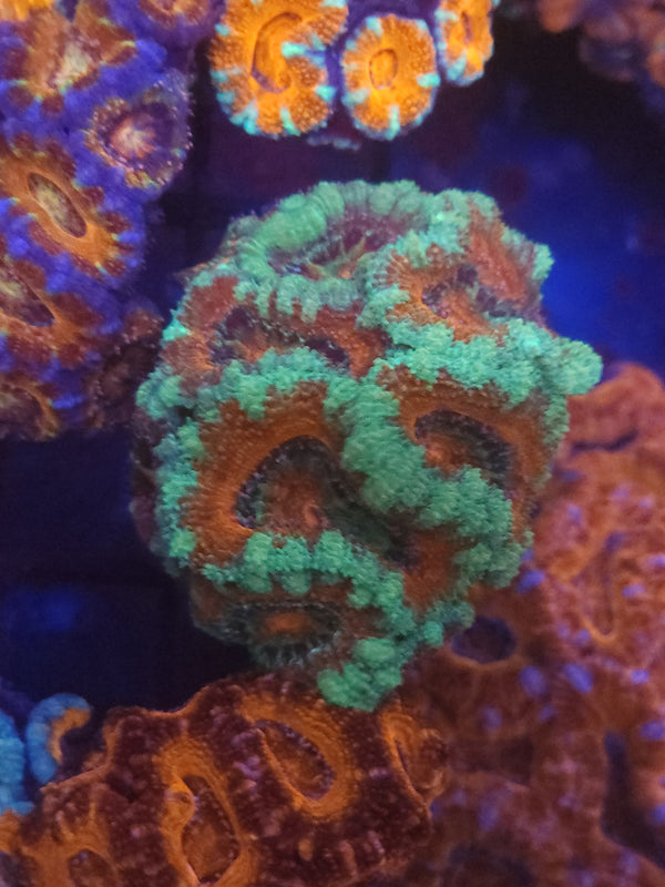 W13 - teal acan