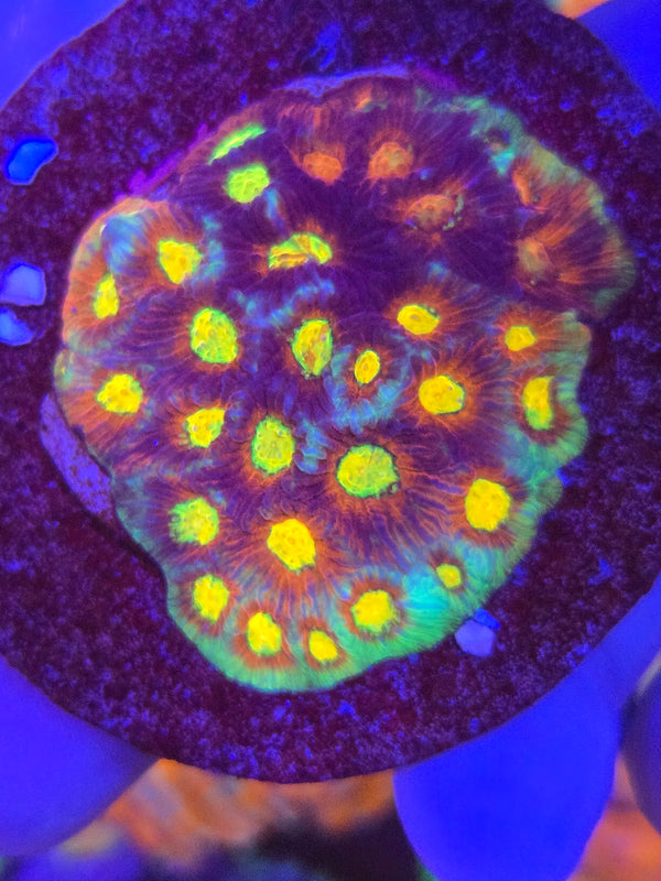 Rainbow skittles favia web8