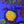 fascination favia web1