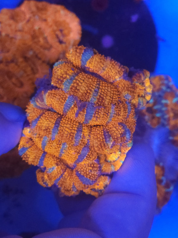 W18 - orange and blue acan