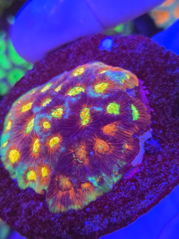 Rainbow skittles favia web8