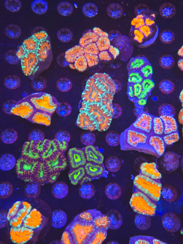 Bulk buy acan frags - buy 4 get one free