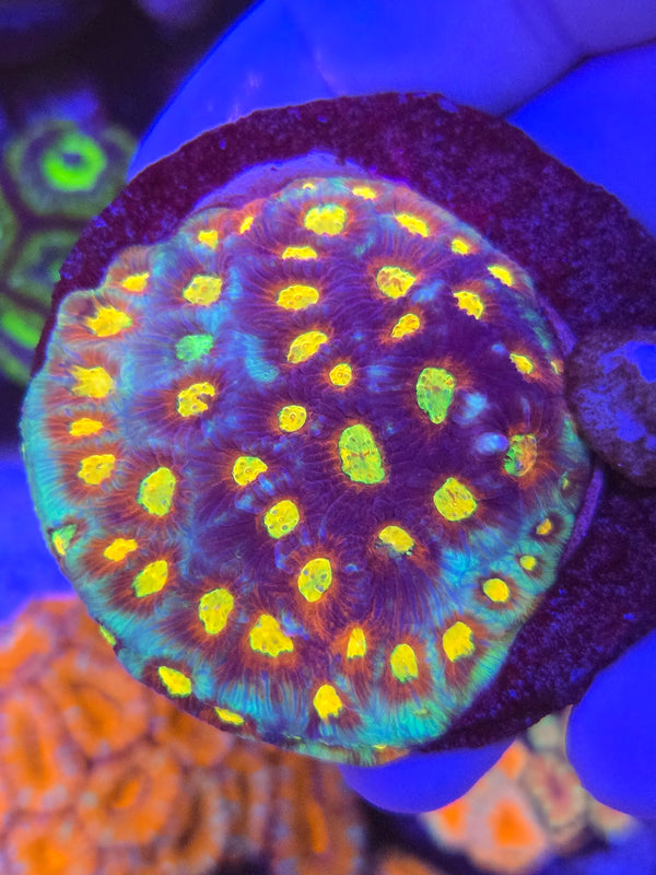 Rainbow skittles favia web6