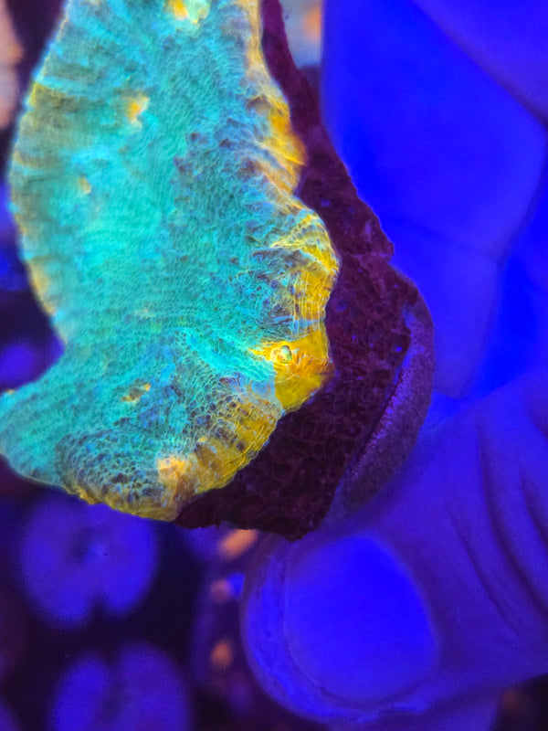 Orange rim rainbow chalice web10