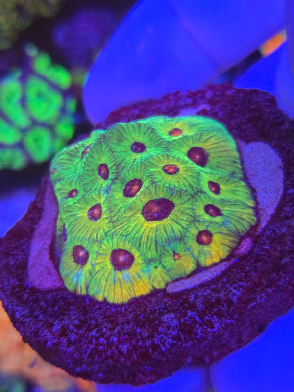 Green phase fascination favia web 9