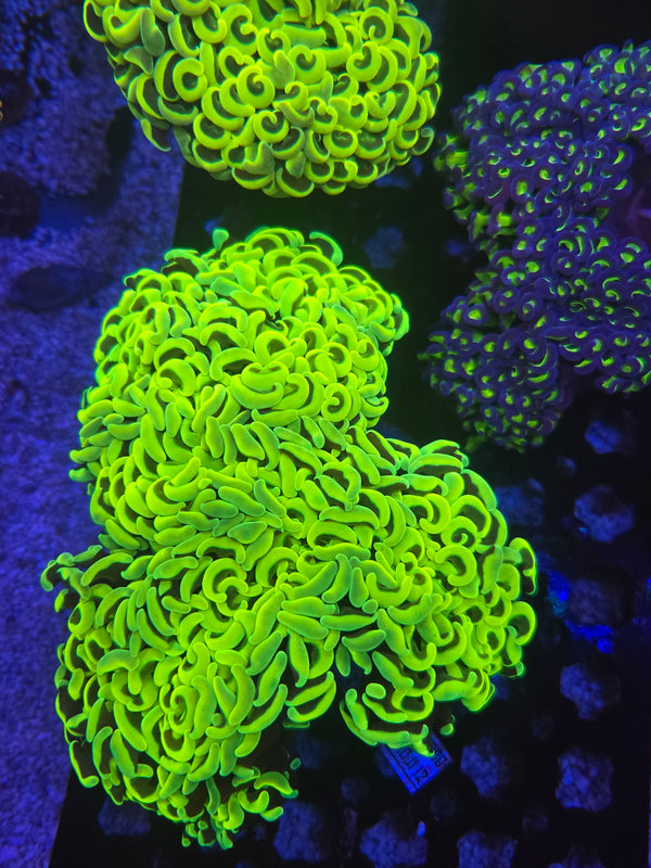 Web 12 highlighter wall hammer colony