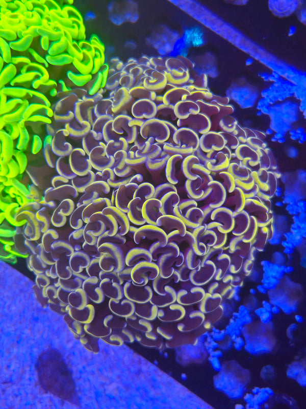 Web 11 gold opaline wall hammer colony
