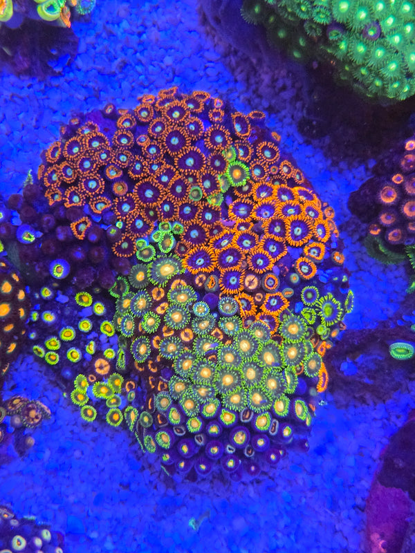 Zoa colony rock combo 1