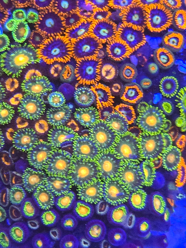 Zoa colony rock combo 1