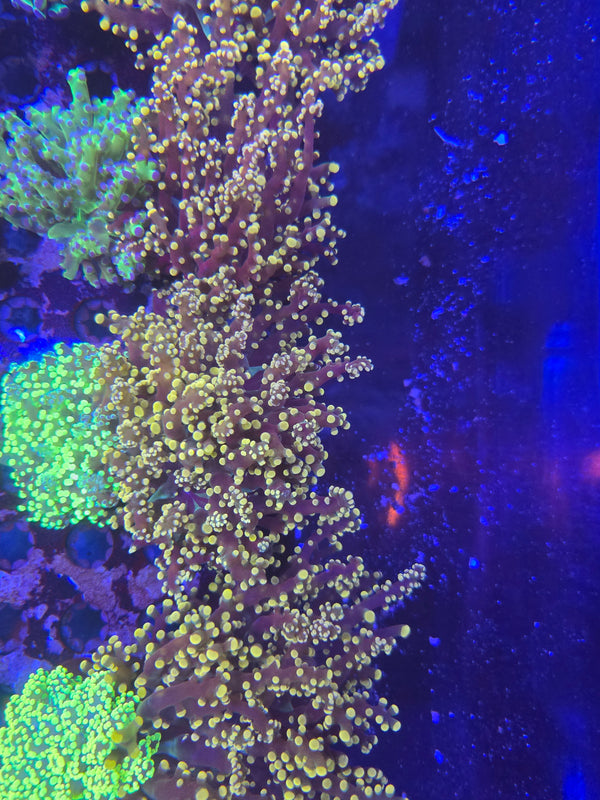 Bulk buy pink tip octo