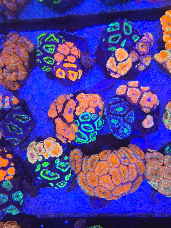 Bulk buy acan frags - buy 4 get one free