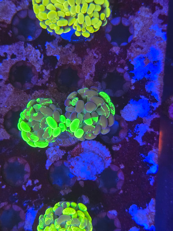 2hd ultra splatter hammer coral #8