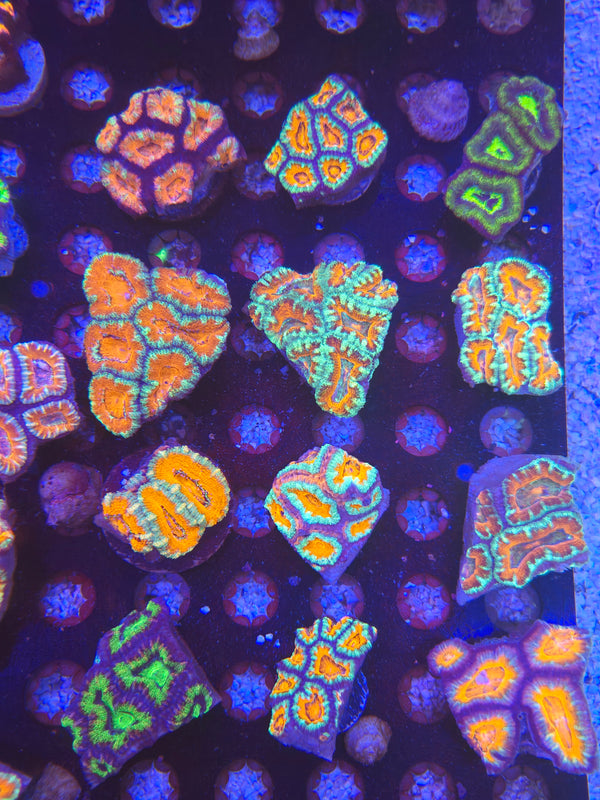 Bulk buy acan frags - buy 4 get one free