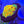 fascination favia web1