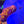 Rainbow Favia web7
