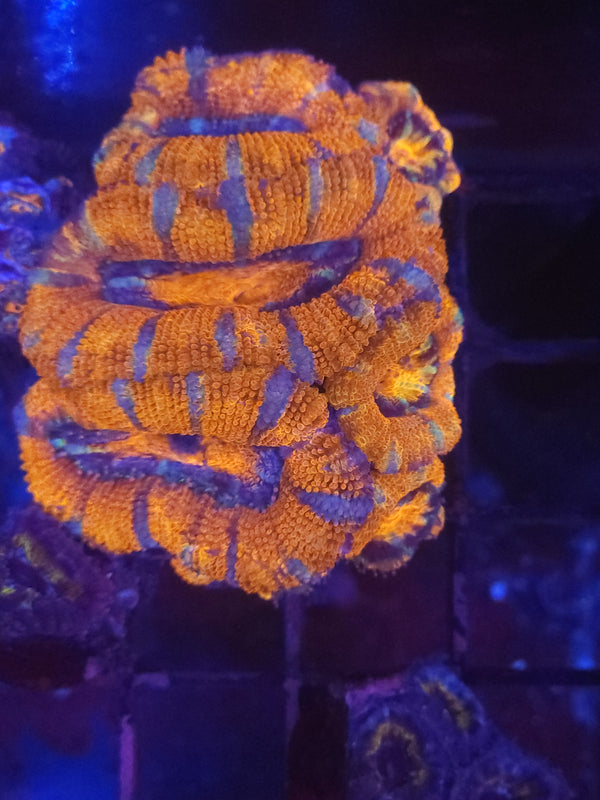 W18 - orange and blue acan