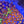 Zoa colony rock combo 1