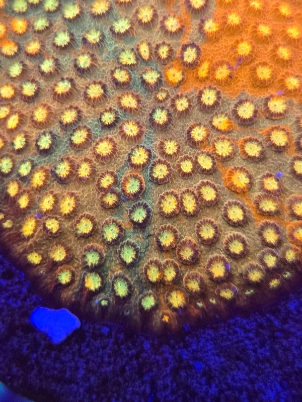 Grafted cyphastrea web 4