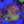 Zoa colony rock combo 1