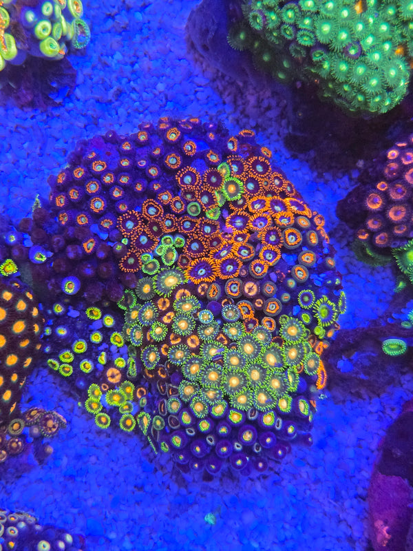 Zoa colony rock combo 1