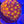 Rainbow Favia web7