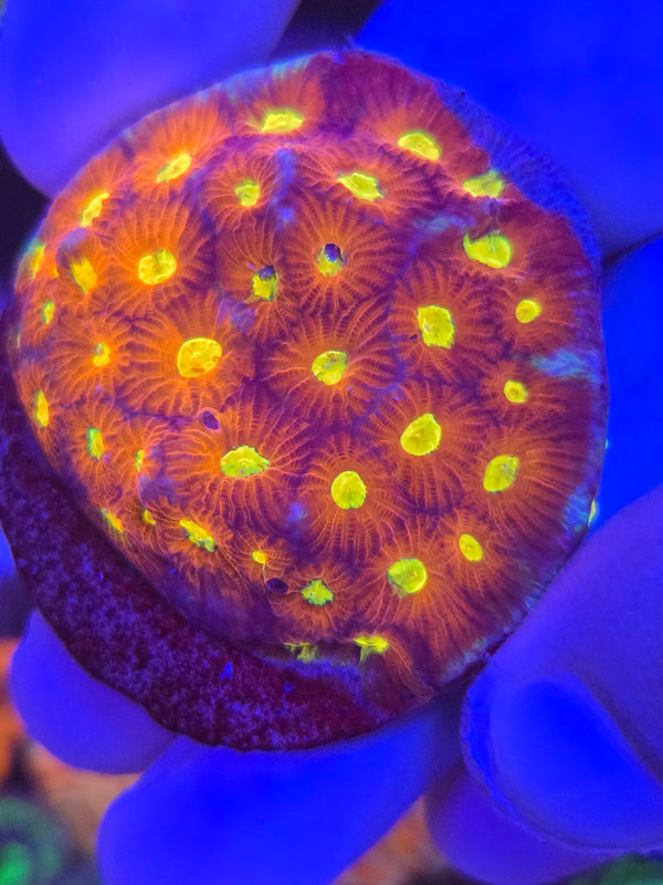 Rainbow Favia web7