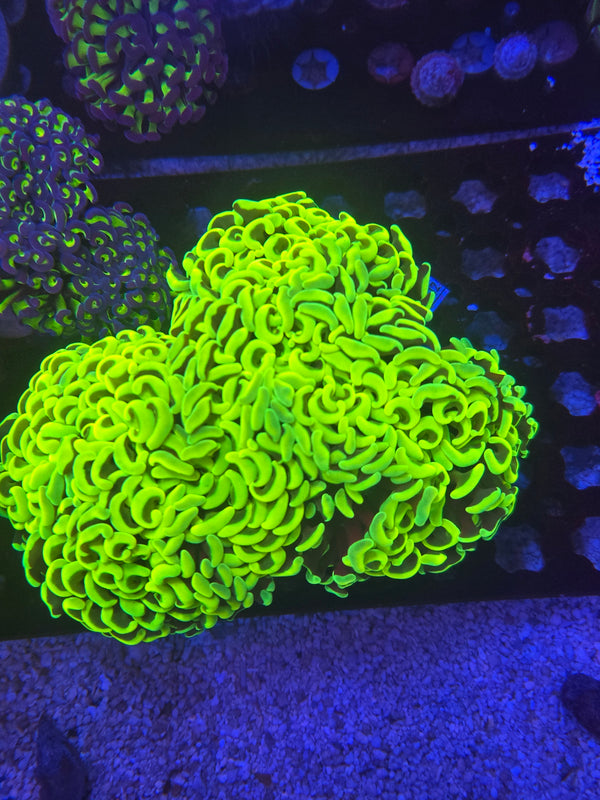 Web 12 highlighter wall hammer colony