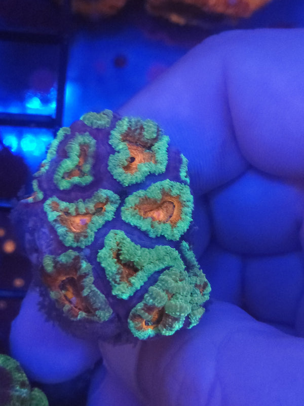 W13 - teal acan