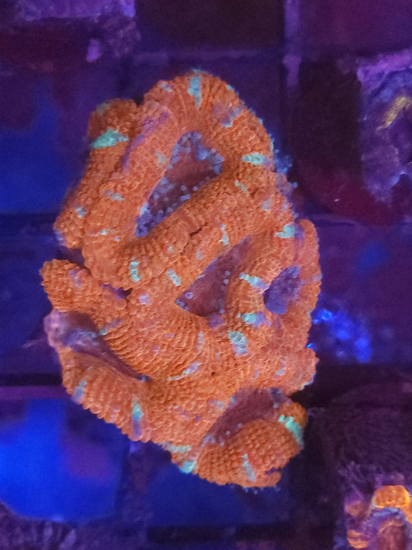 W17 - silver spot acan