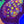 Rainbow skittles favia web8
